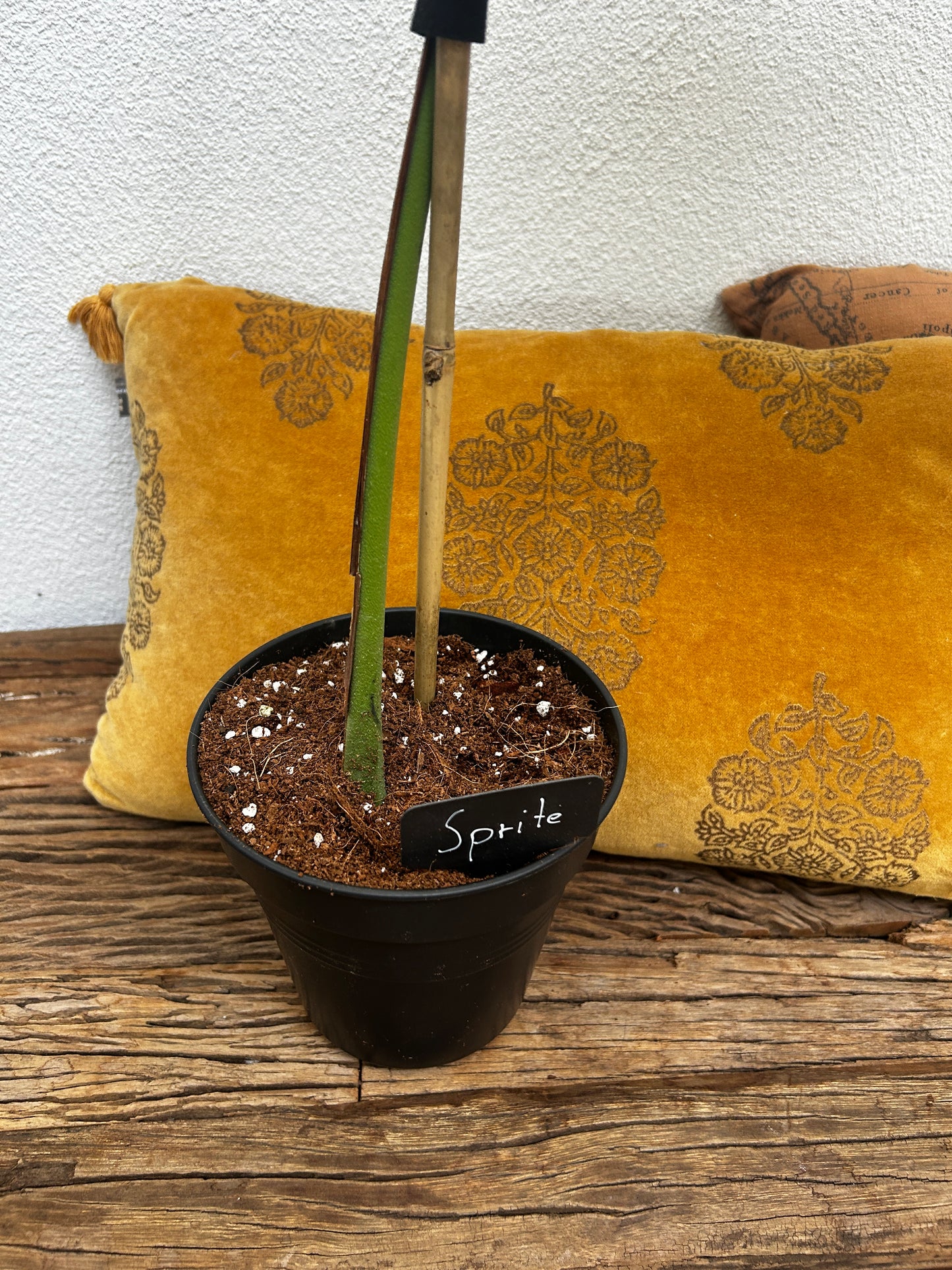 Monstera Dubia XXL Steckling