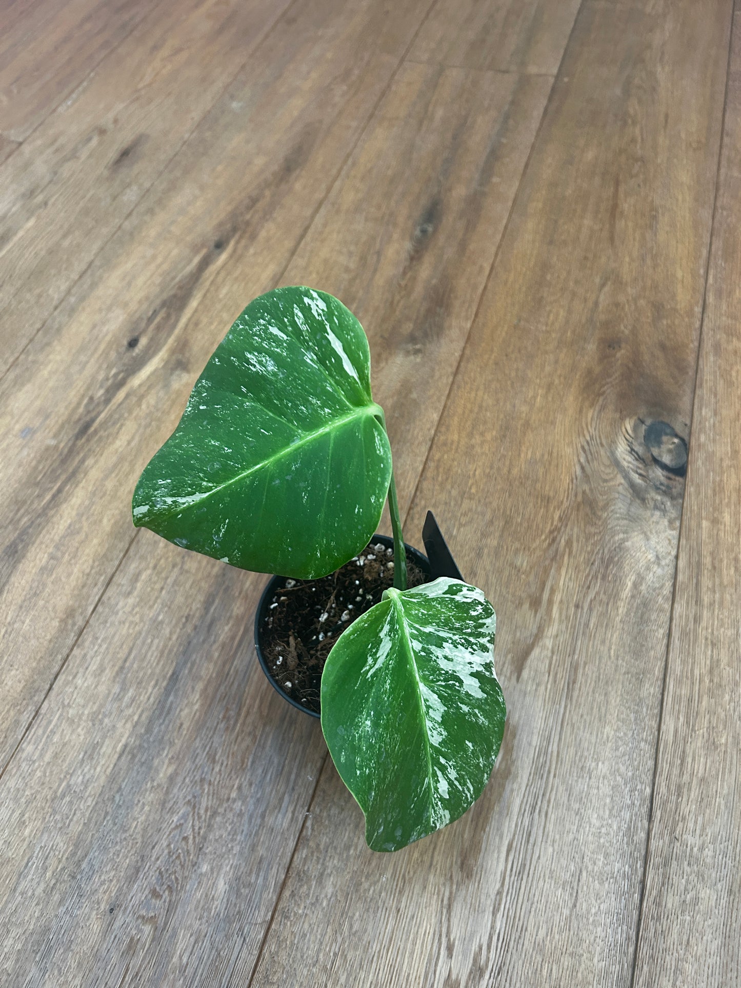 Monstera albo