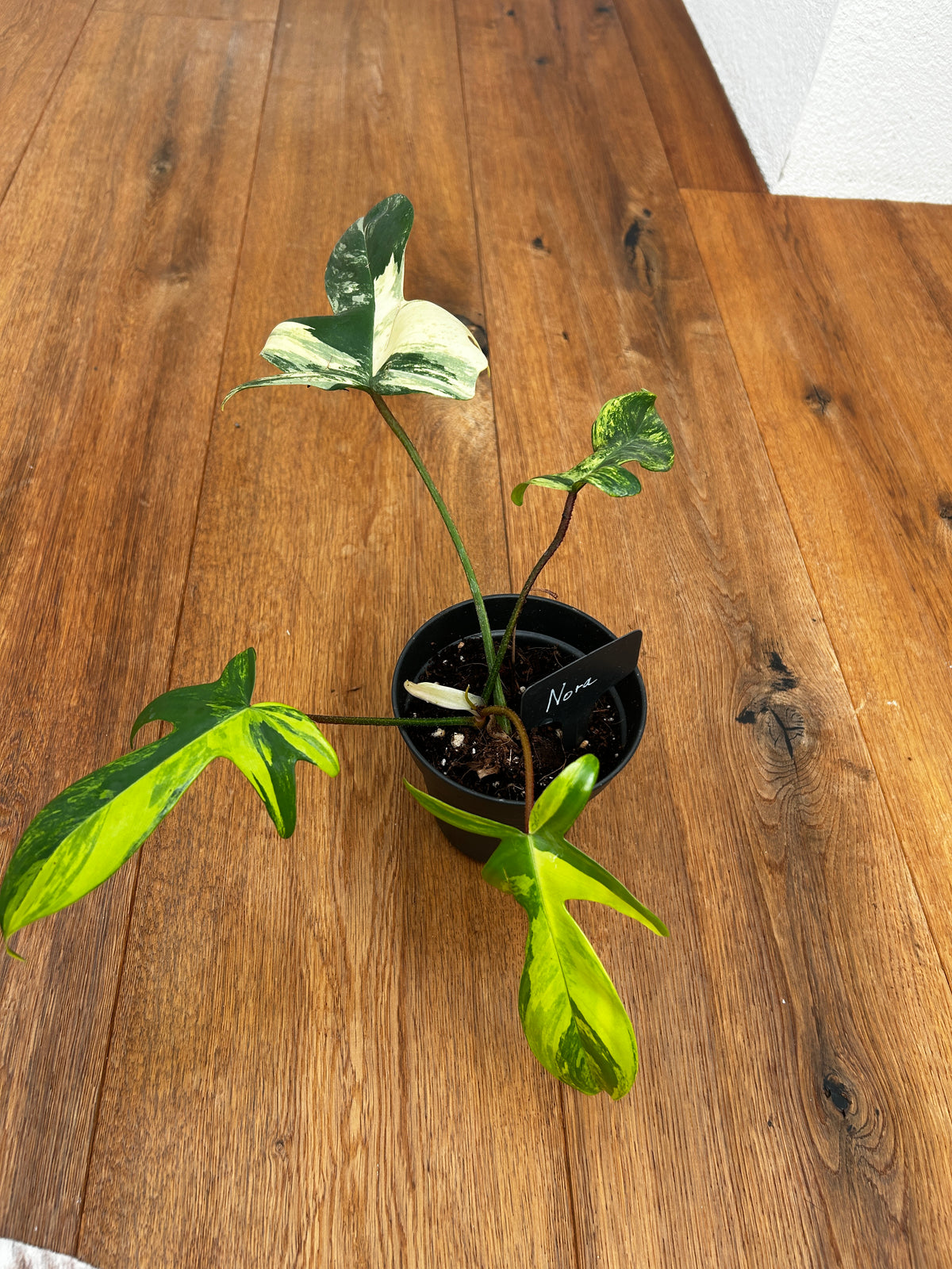 Philodendron Florida Beauty