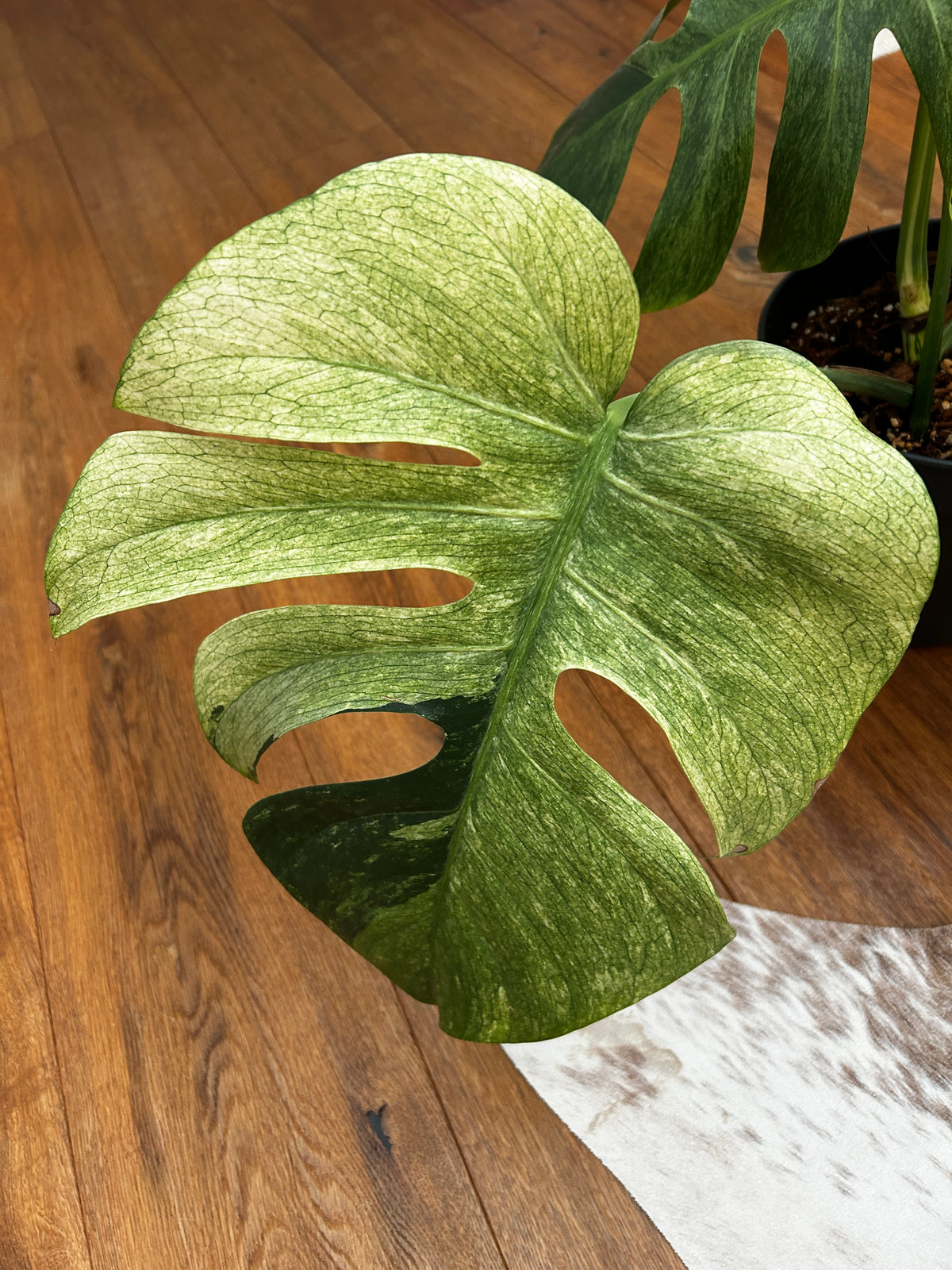 Monstera Jungle Mint Top Genetik