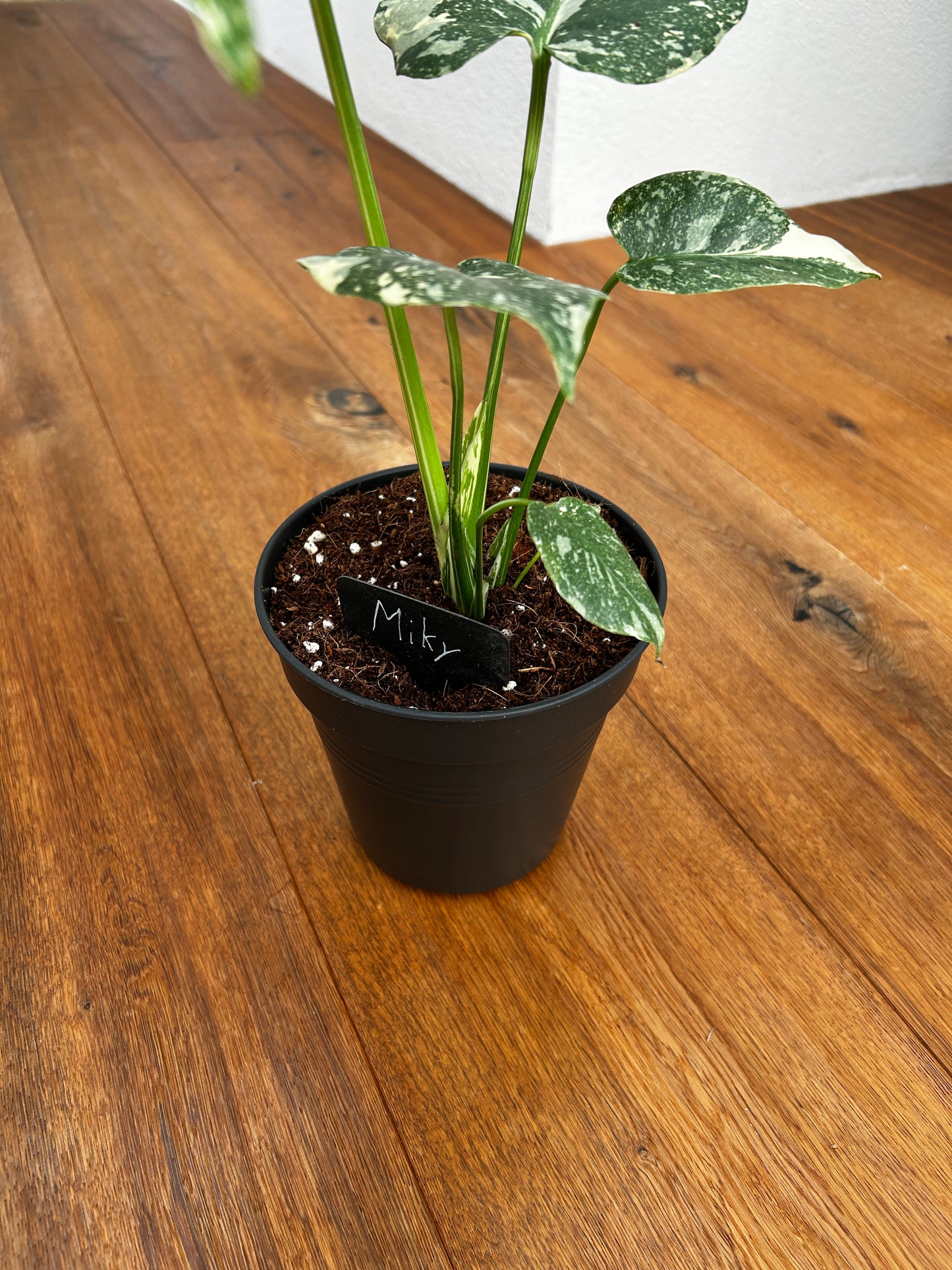 Monstera Thai Constellation Top Genetik