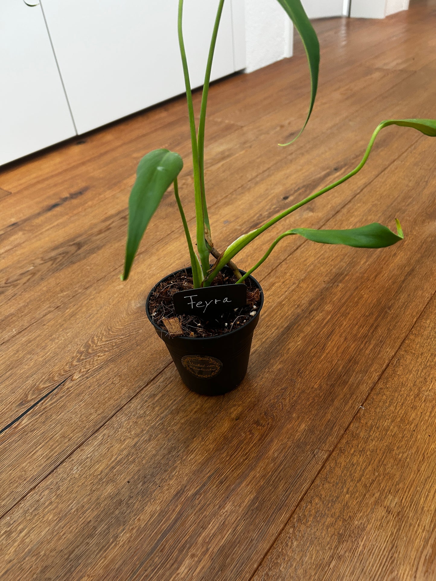 Monstera Burle Marx Flame