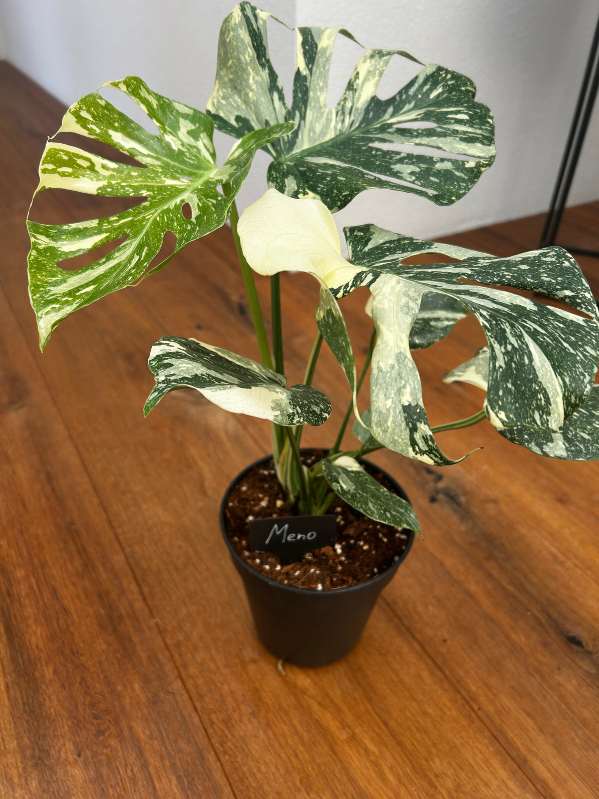 Monstera Thai Constellation