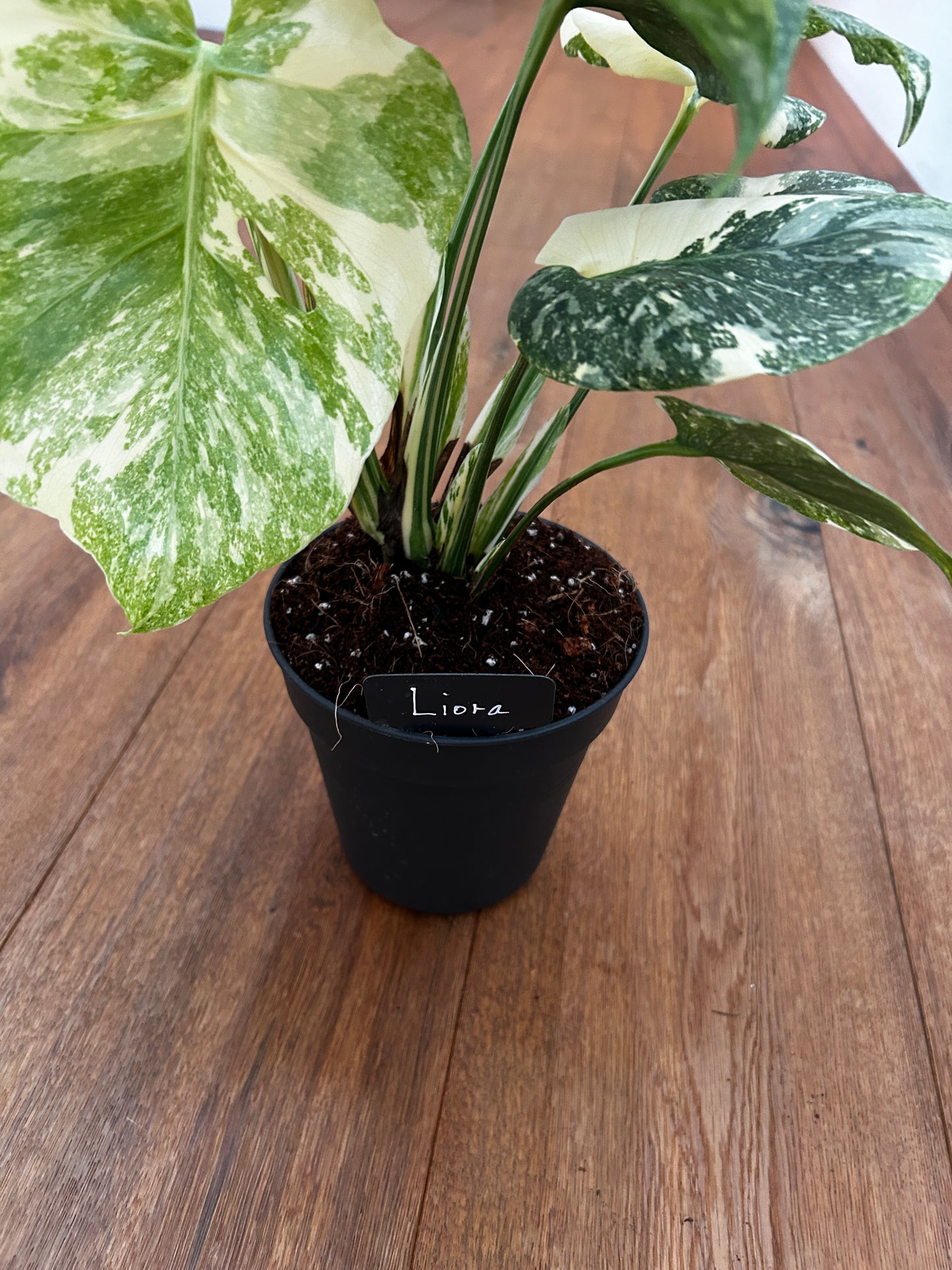 Monstera Thai Constellation Top Genetik