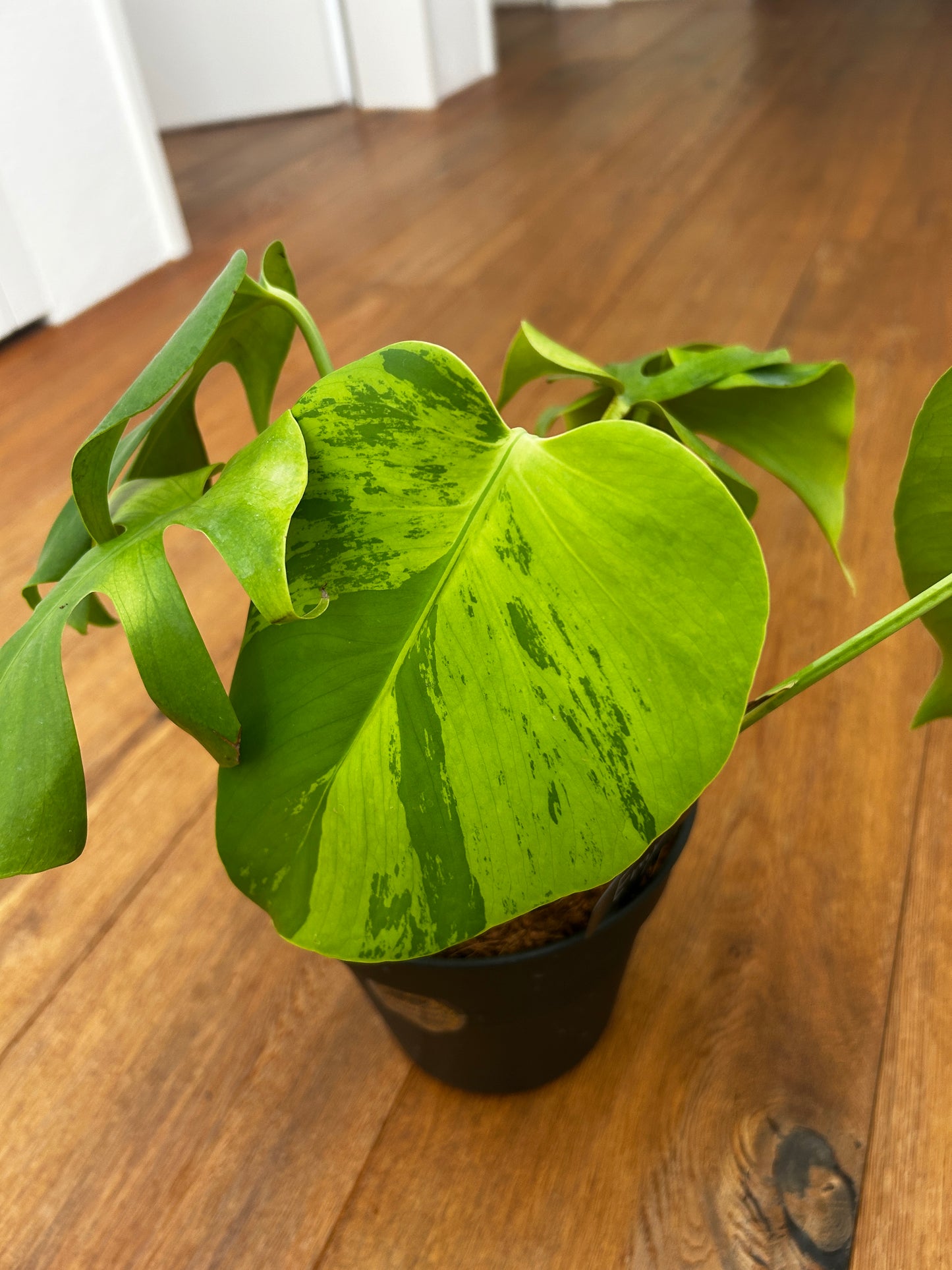 Monstera Light Lime