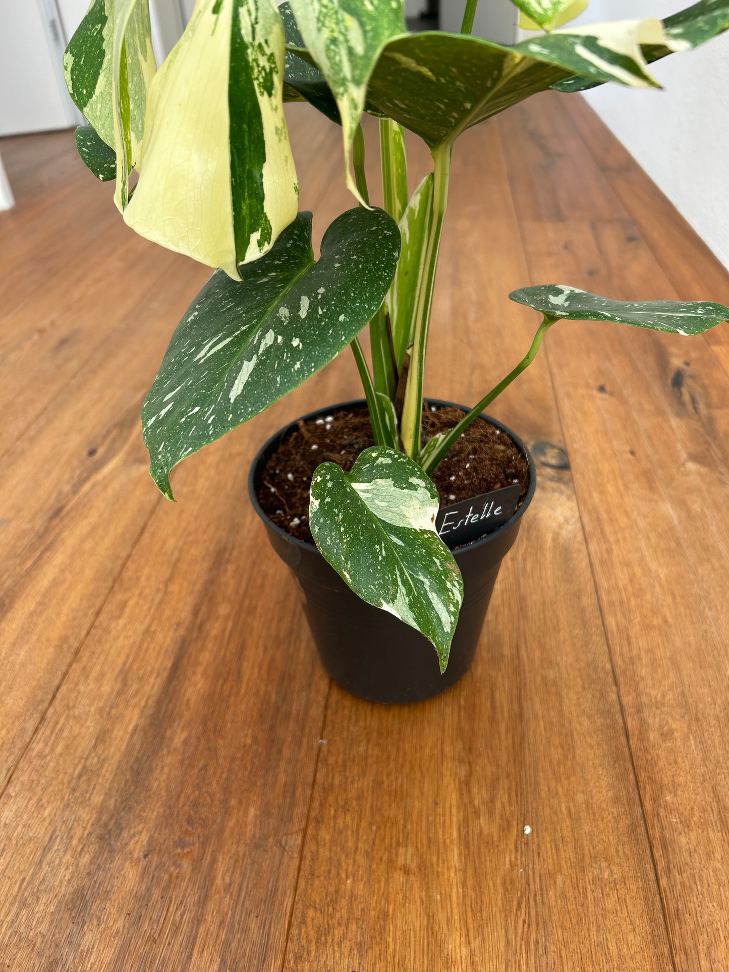 Monstera Thai Constellation Top Genetik