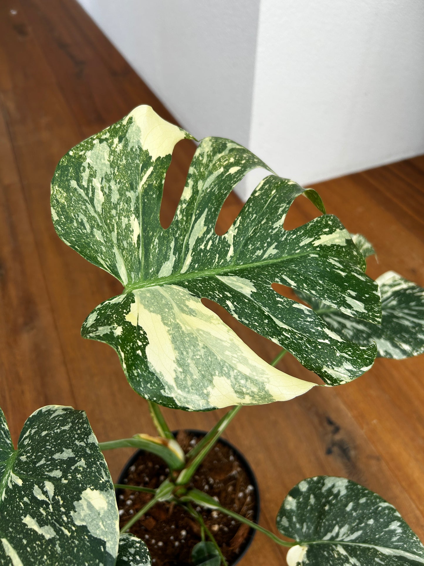 Monstera Thai Constellation