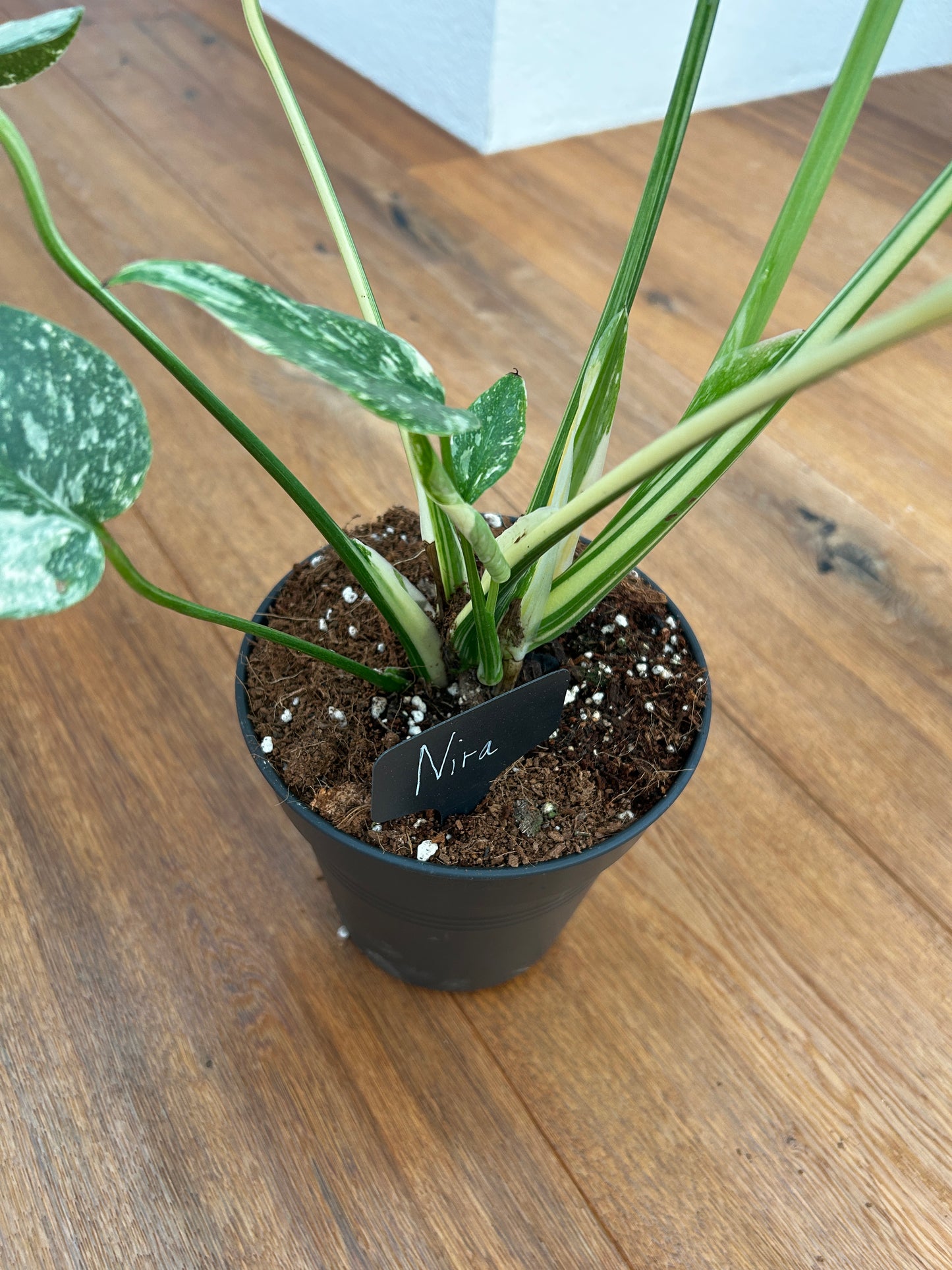 Monstera Thai Constellation