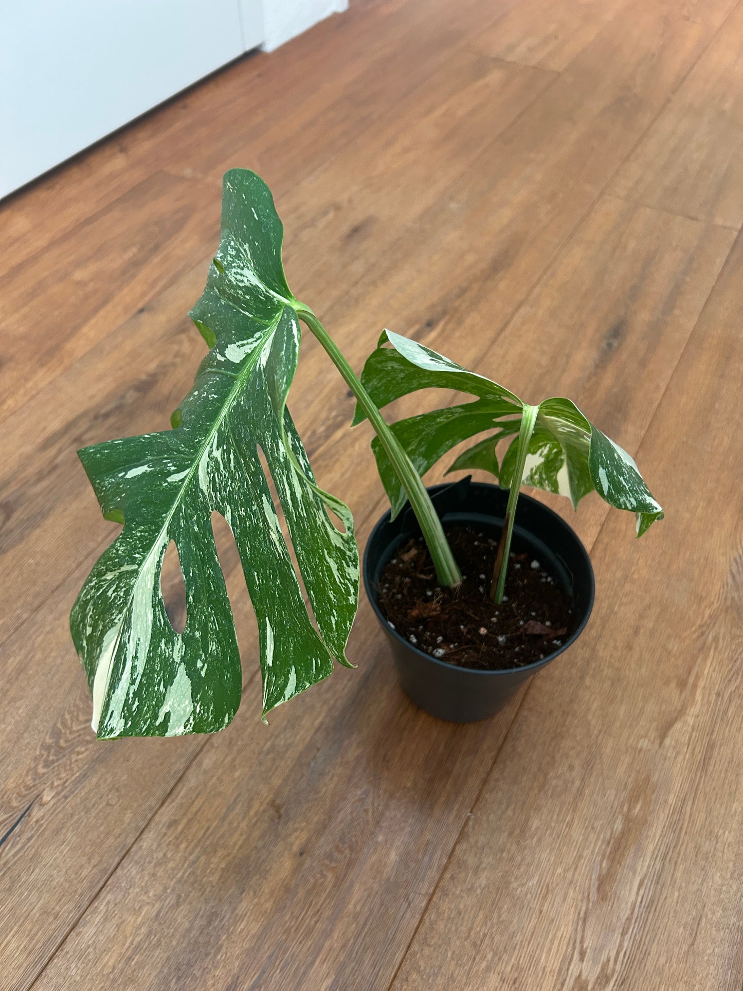 Monstera albo