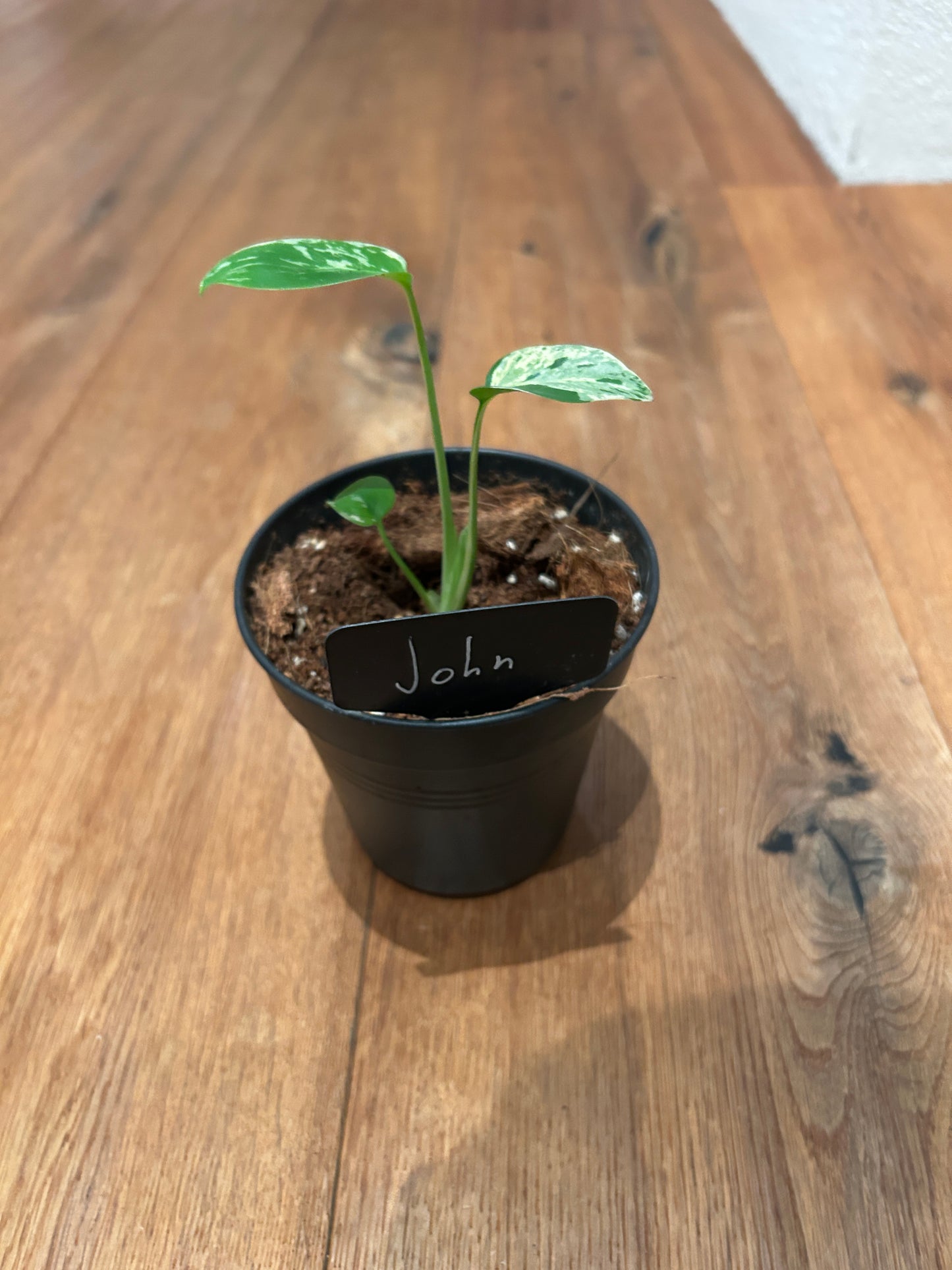 Monstera Bulbasur