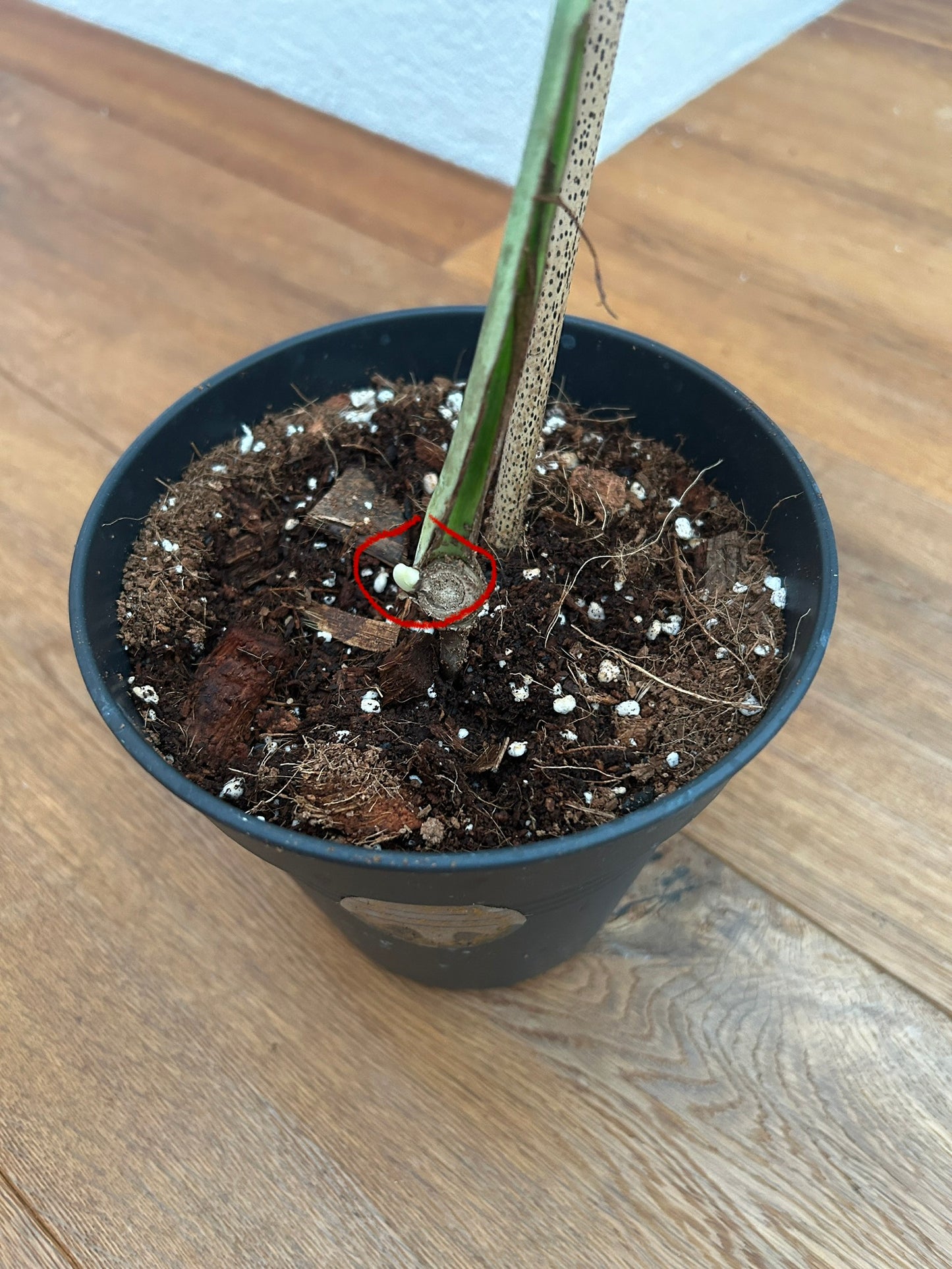 Monstera Full Mint Steckling mit Neuaustrieb