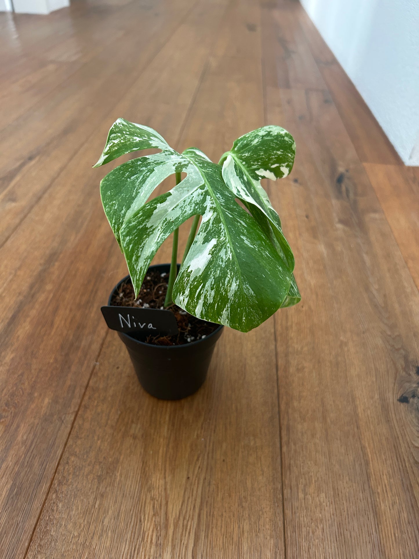 Monstera albo