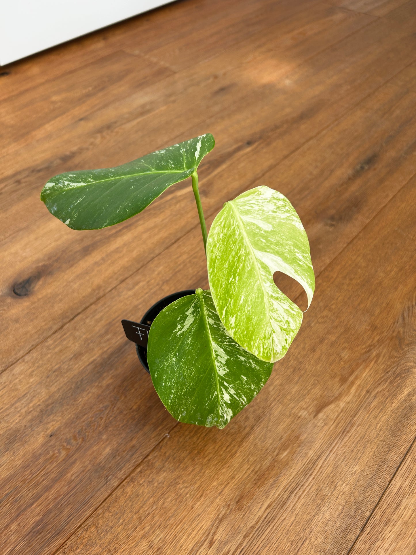 Monstera albo