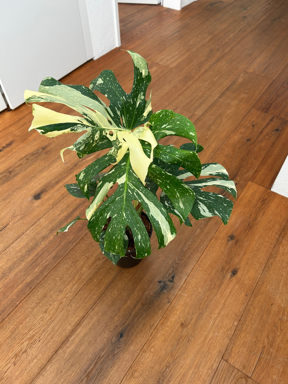 Monstera Thai Constellation Top Genetik