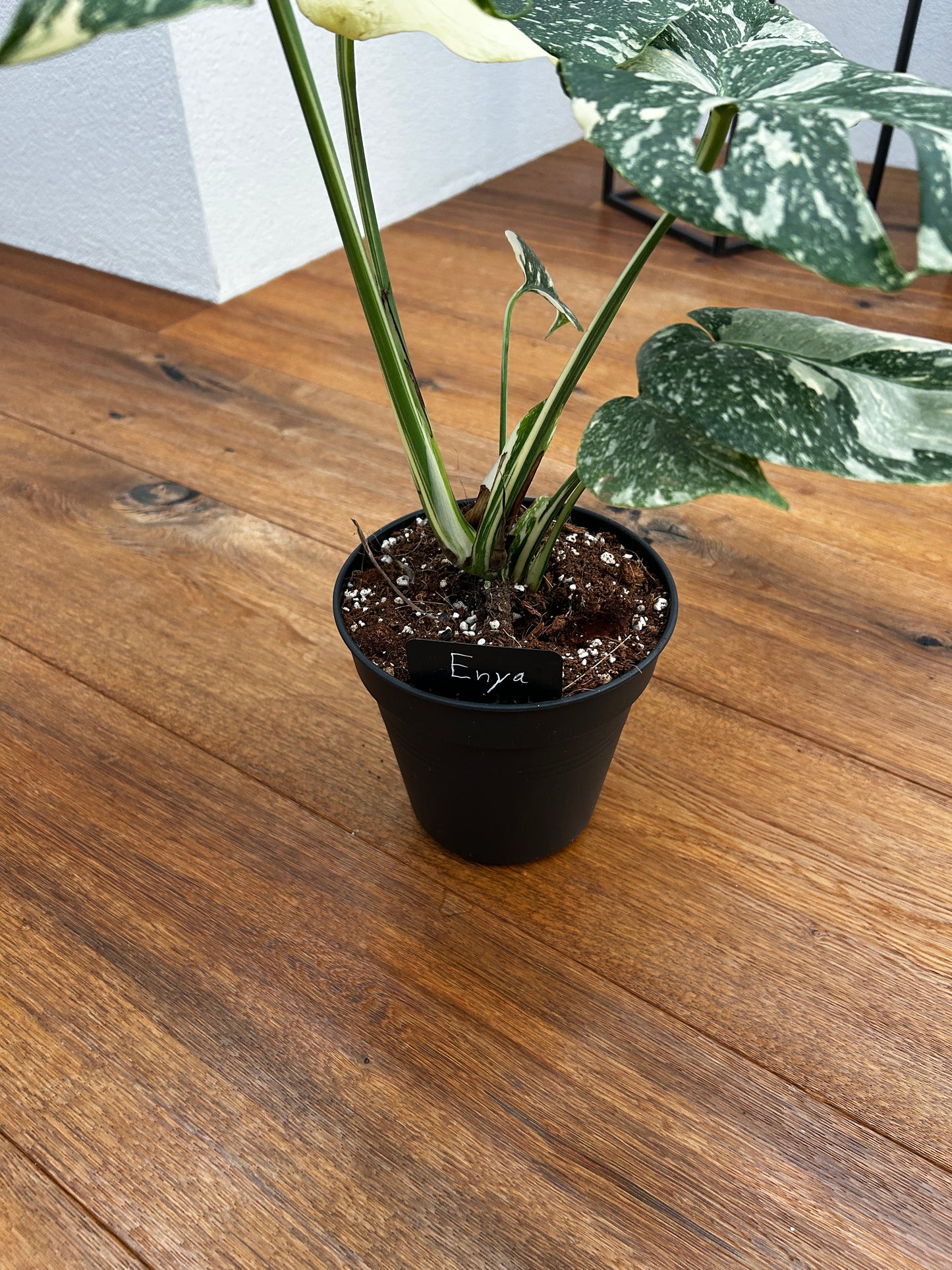 Monstera Thai Constellation