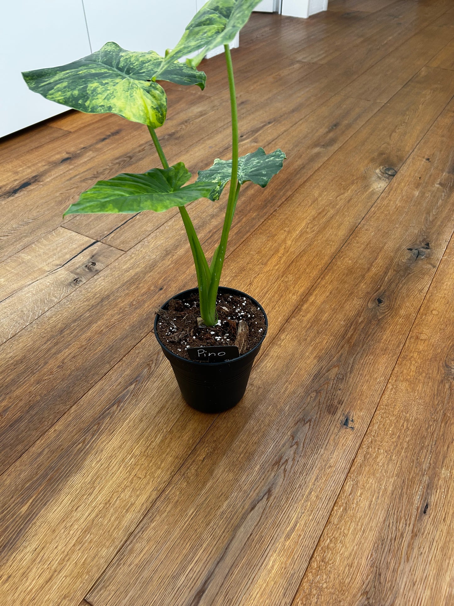 Alocasia Macrorrhiza aurea