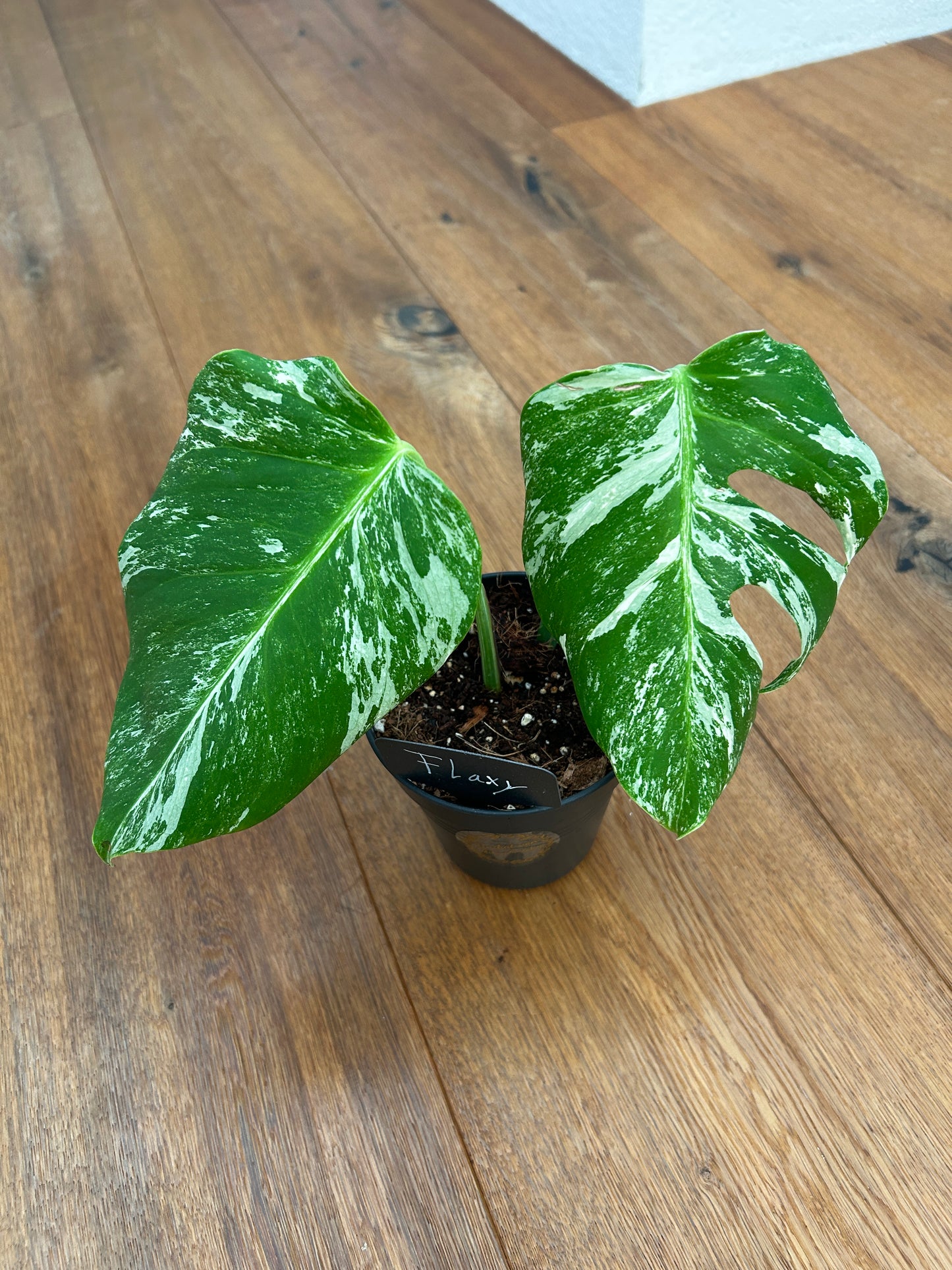 Monstera albo