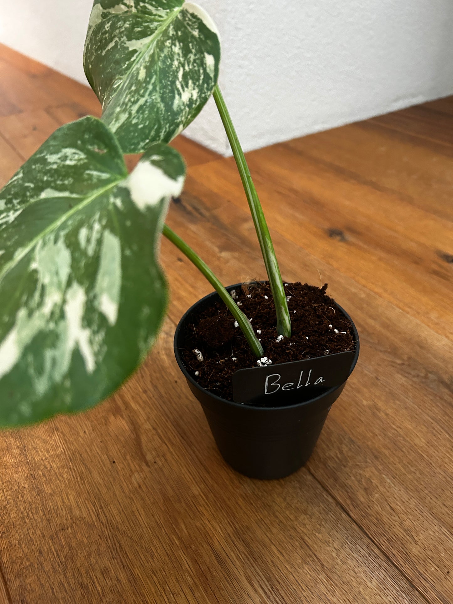 Monstera albo