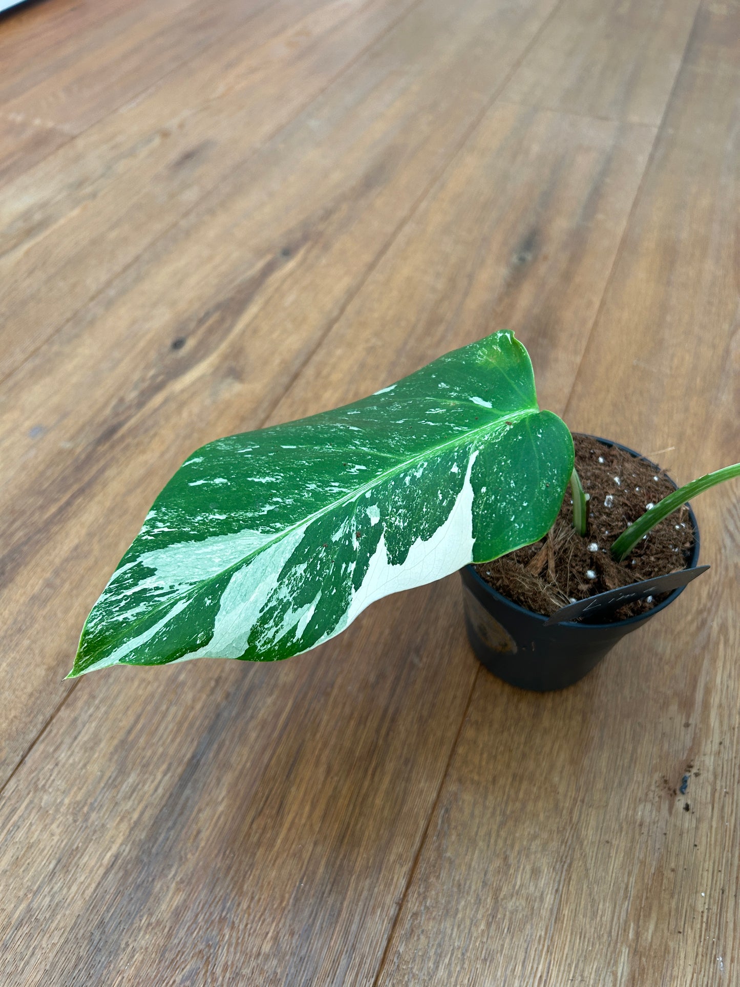 Monstera albo