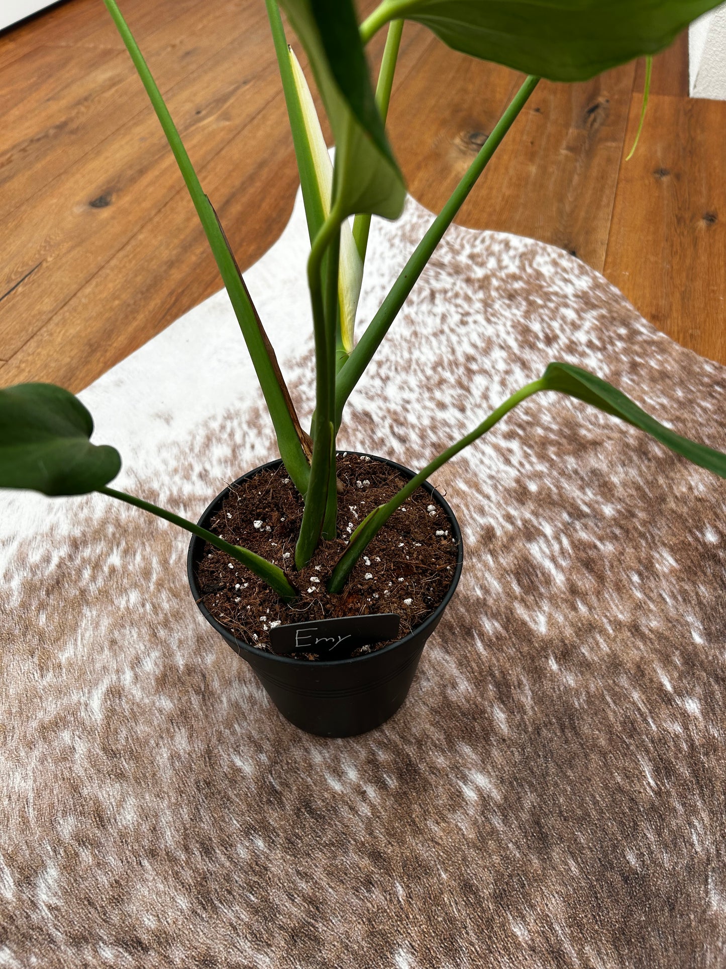 Monstera Burle Marx Flame