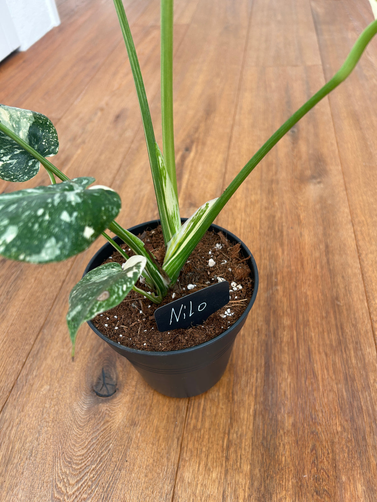 Monstera Thai Constellation