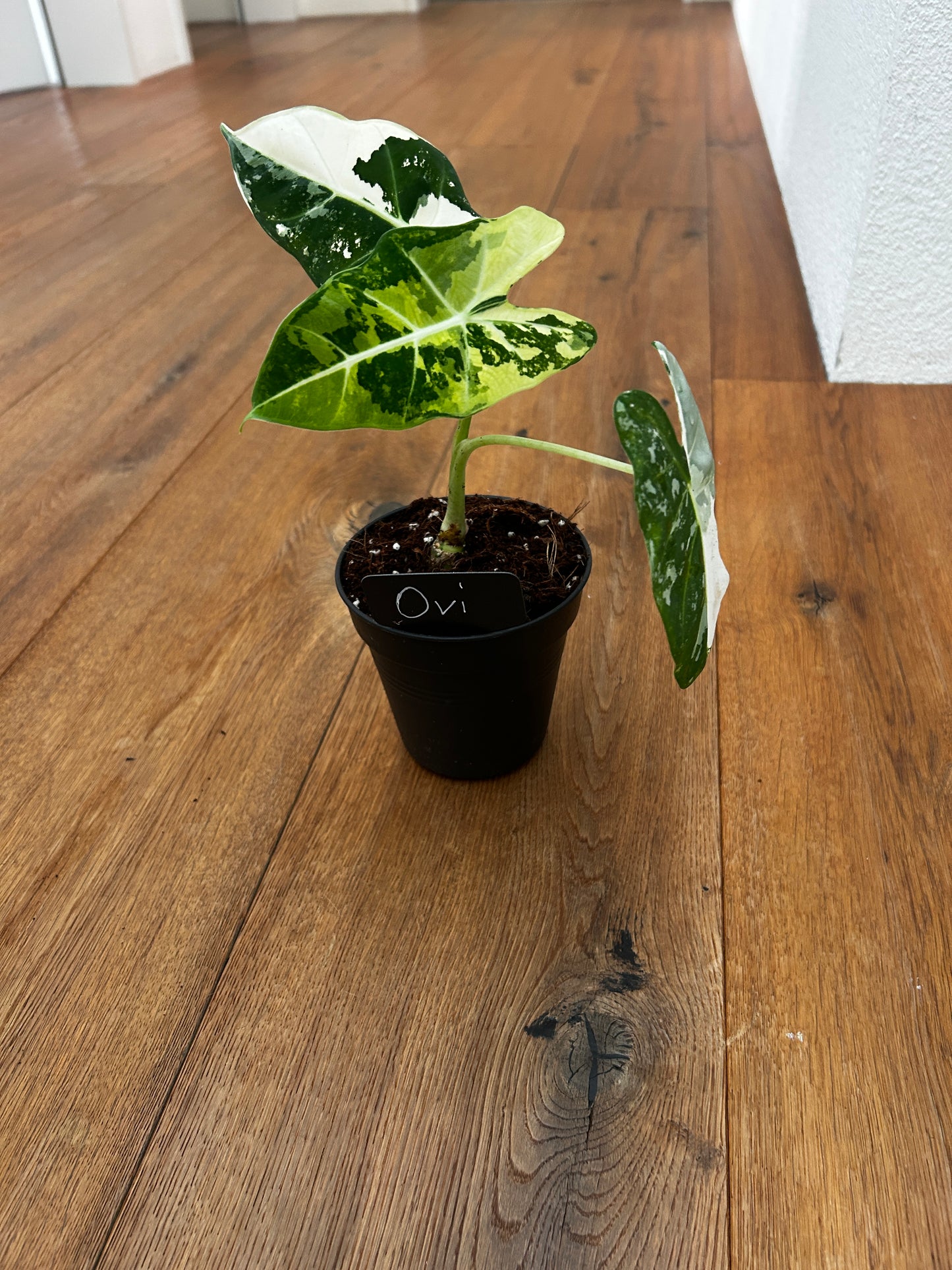 Alocasia Frydrek Variegata