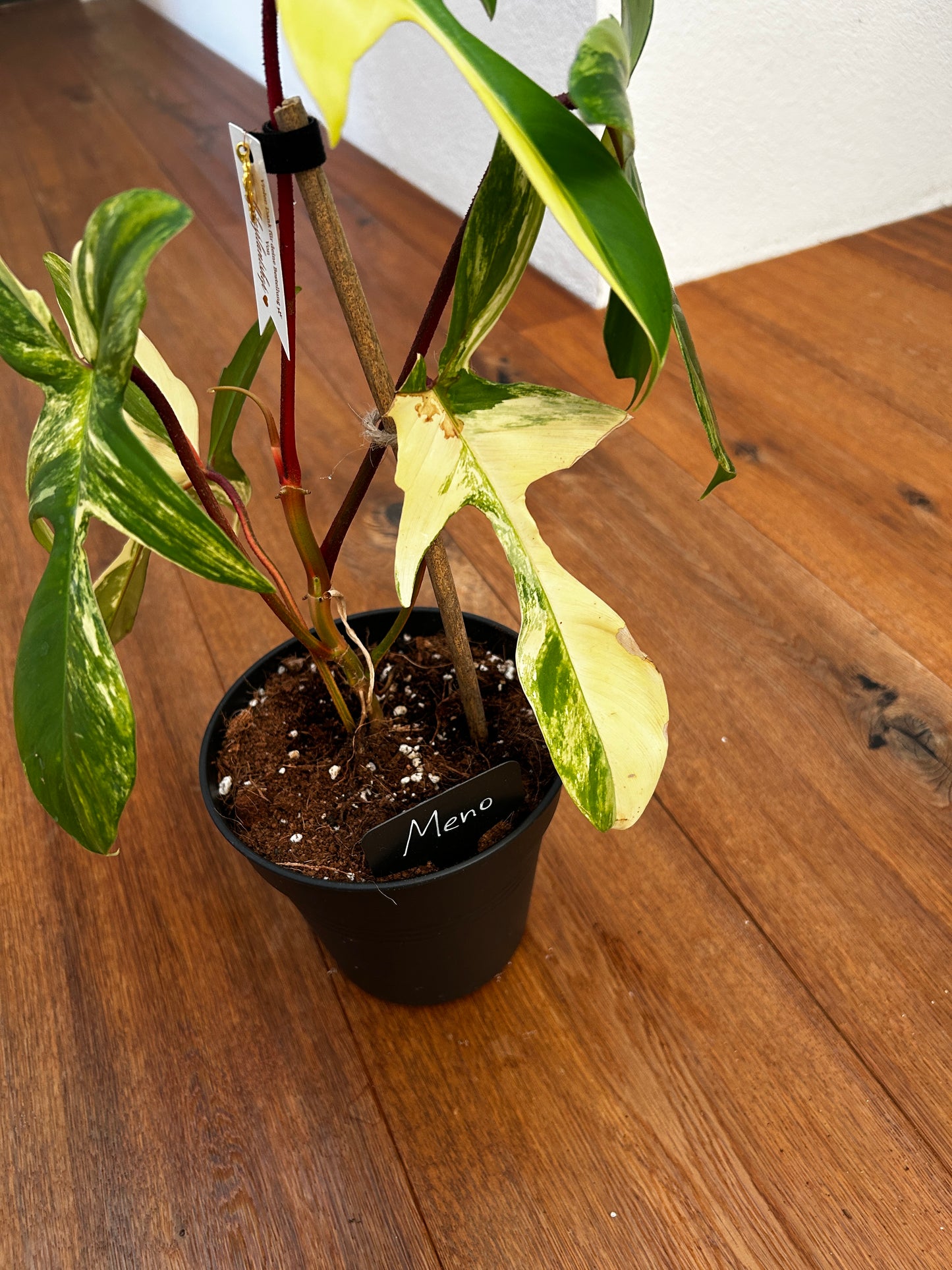 Philodendron Florida Beauty