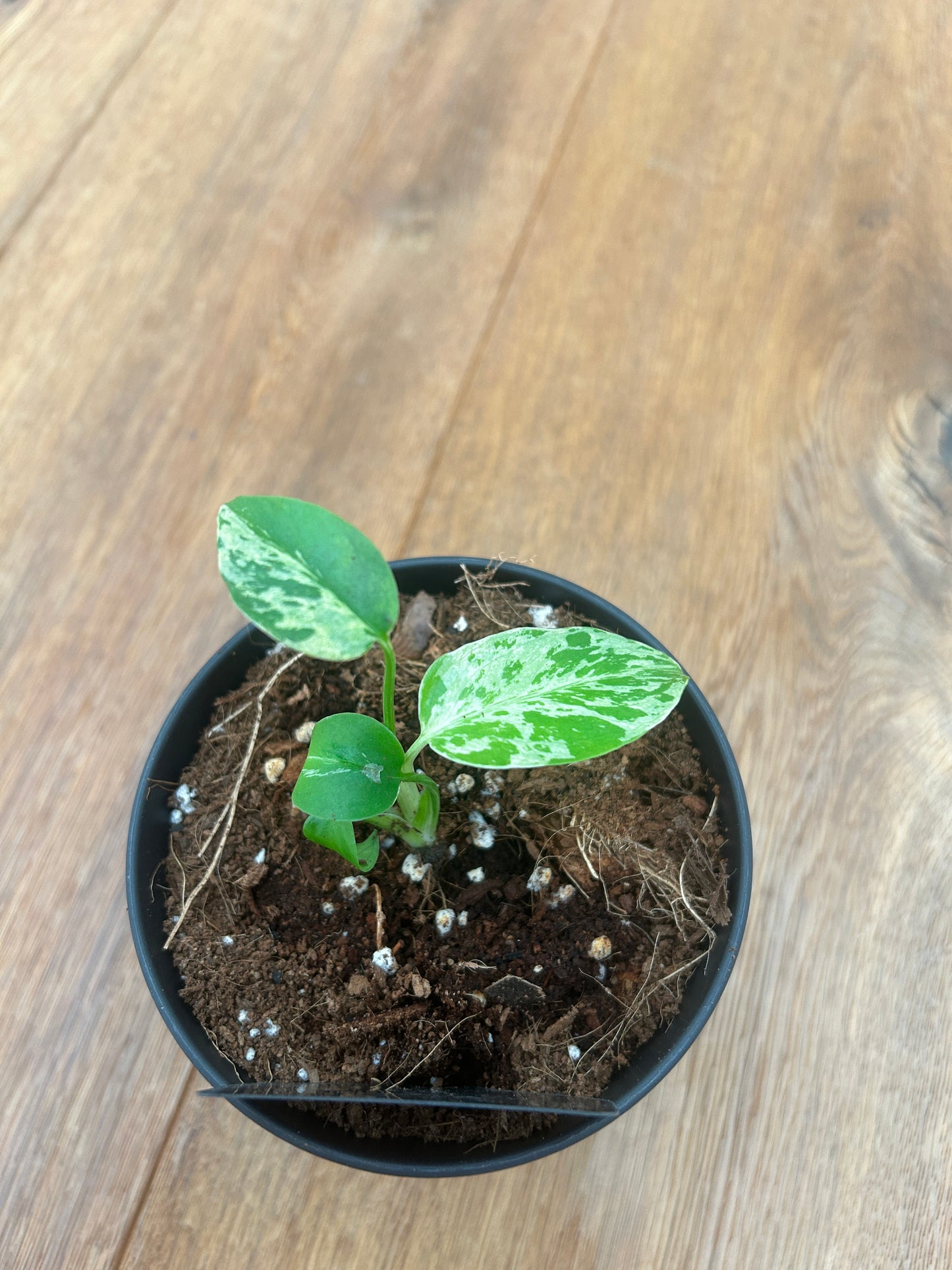Monstera Bulbasur