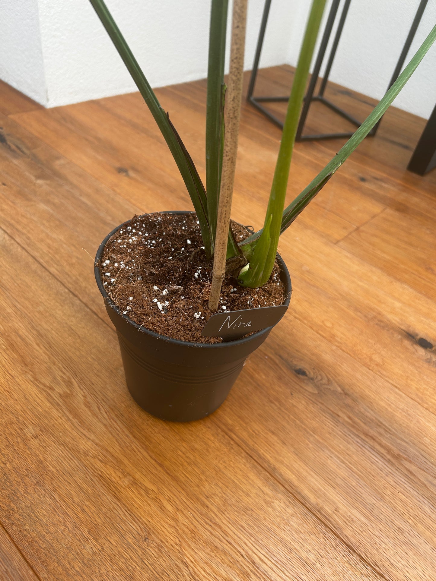 Monstera Medusa extrem selten