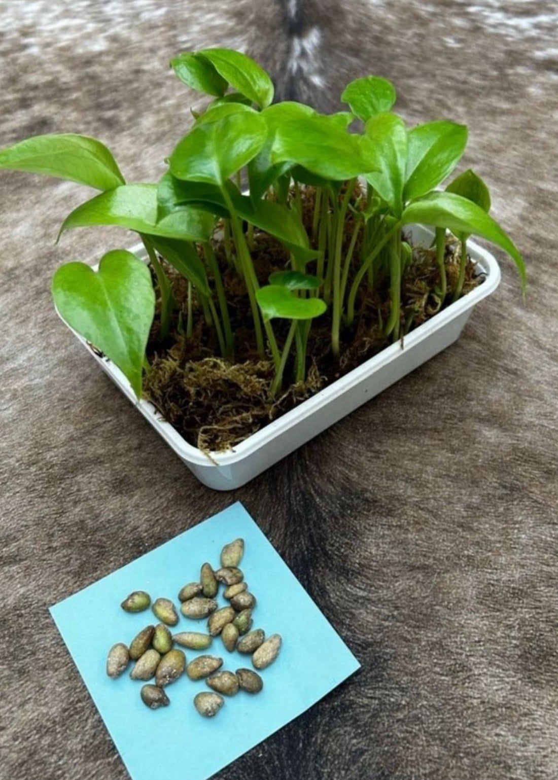 100% Frische Monstera Deliciosa Samen 🌱 Inkl. Anleitung & Gratis Versand
