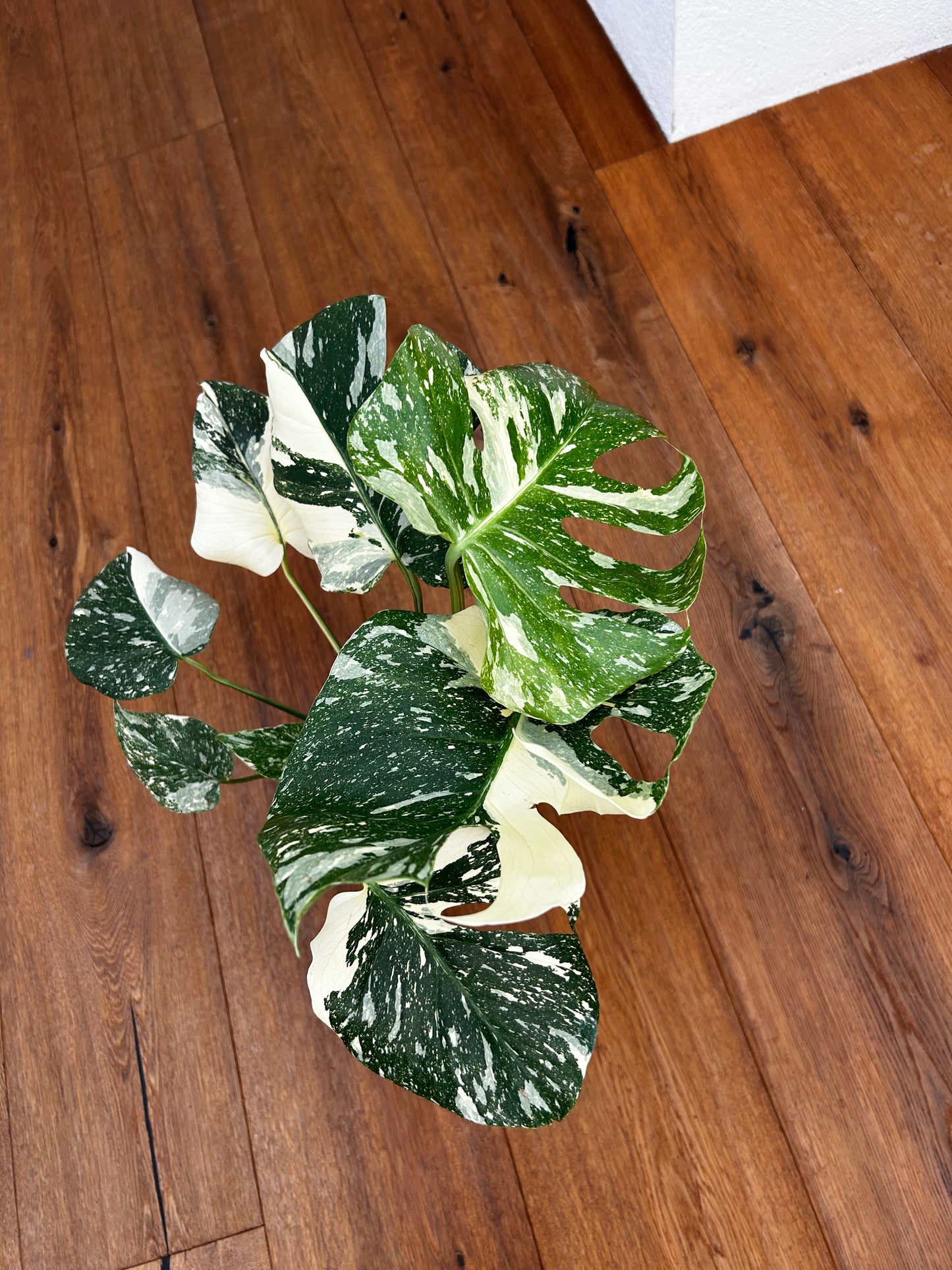 Monstera Thai Constellation