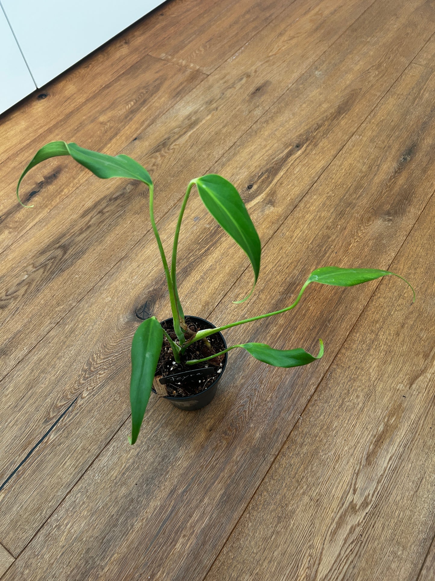 Monstera Burle Marx Flame