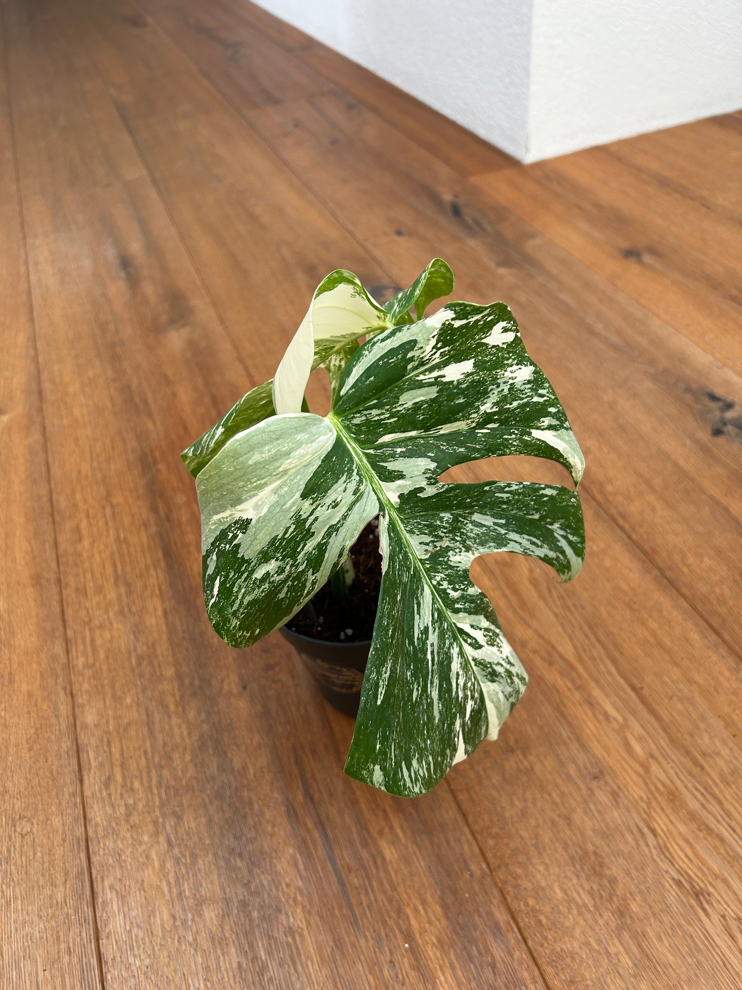 Monstera albo