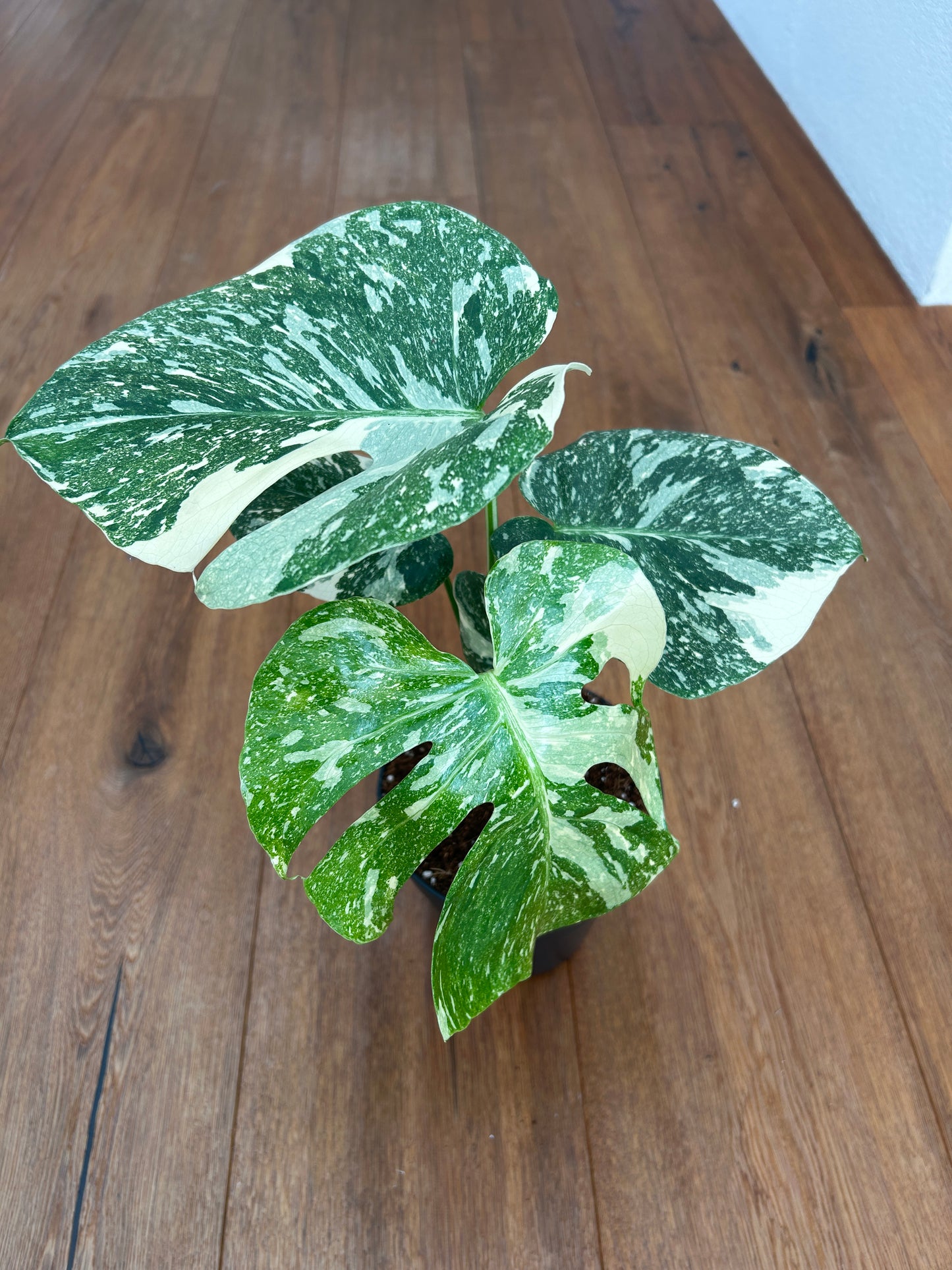 Monstera Thai Constellation
