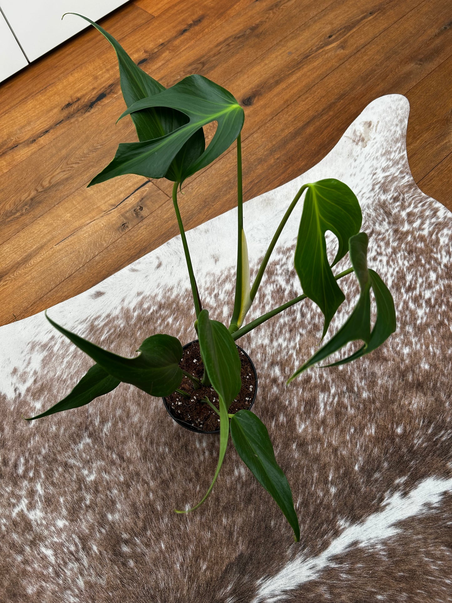 Monstera Burle Marx Flame