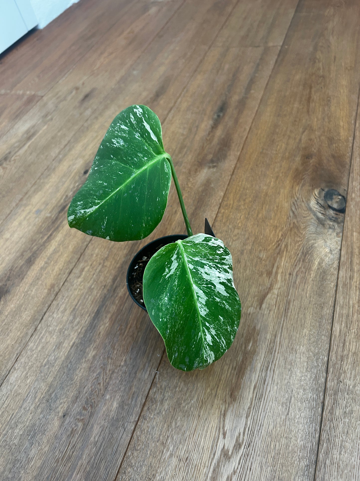 Monstera albo