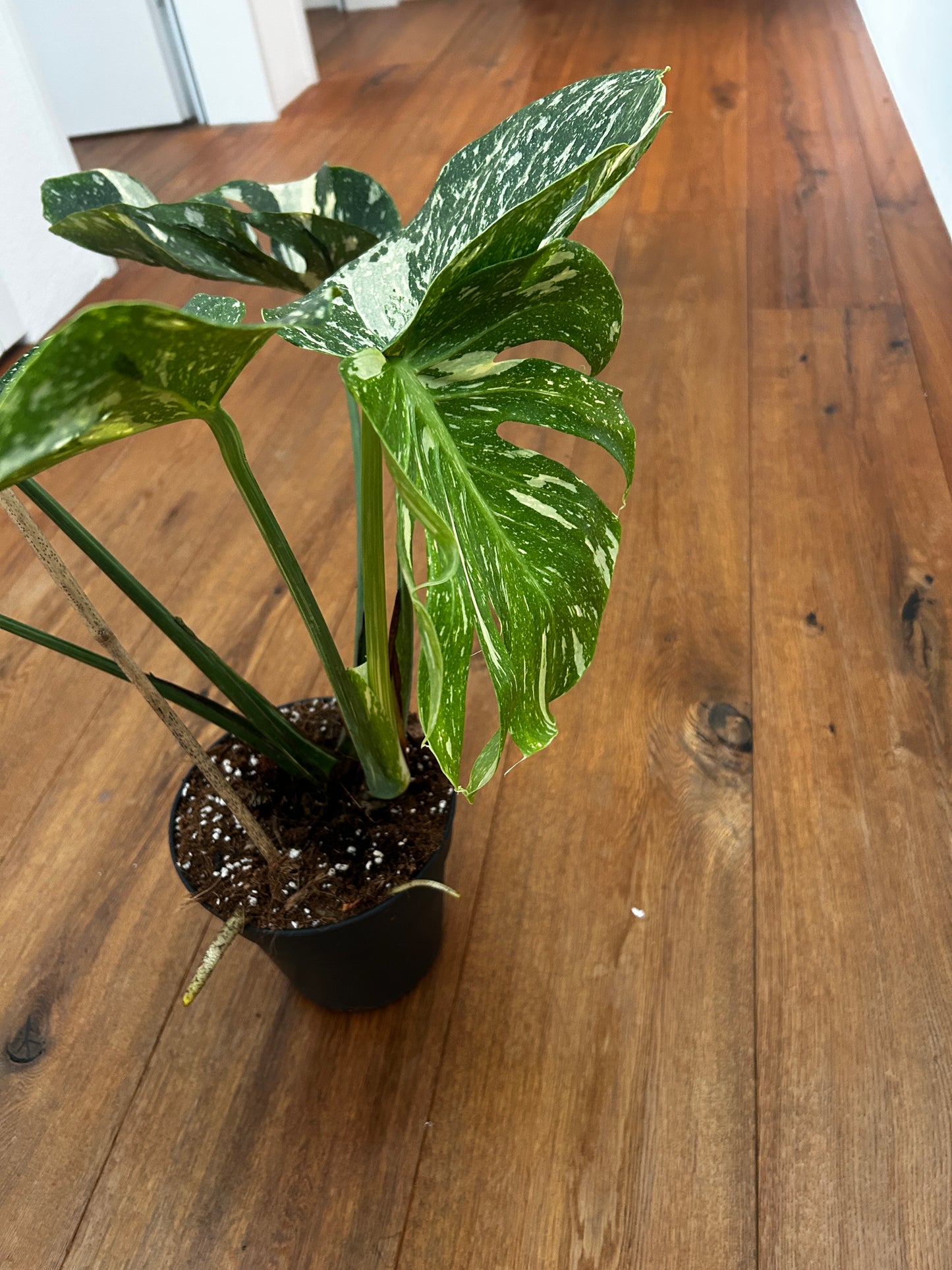 Monstera Medusa extrem selten