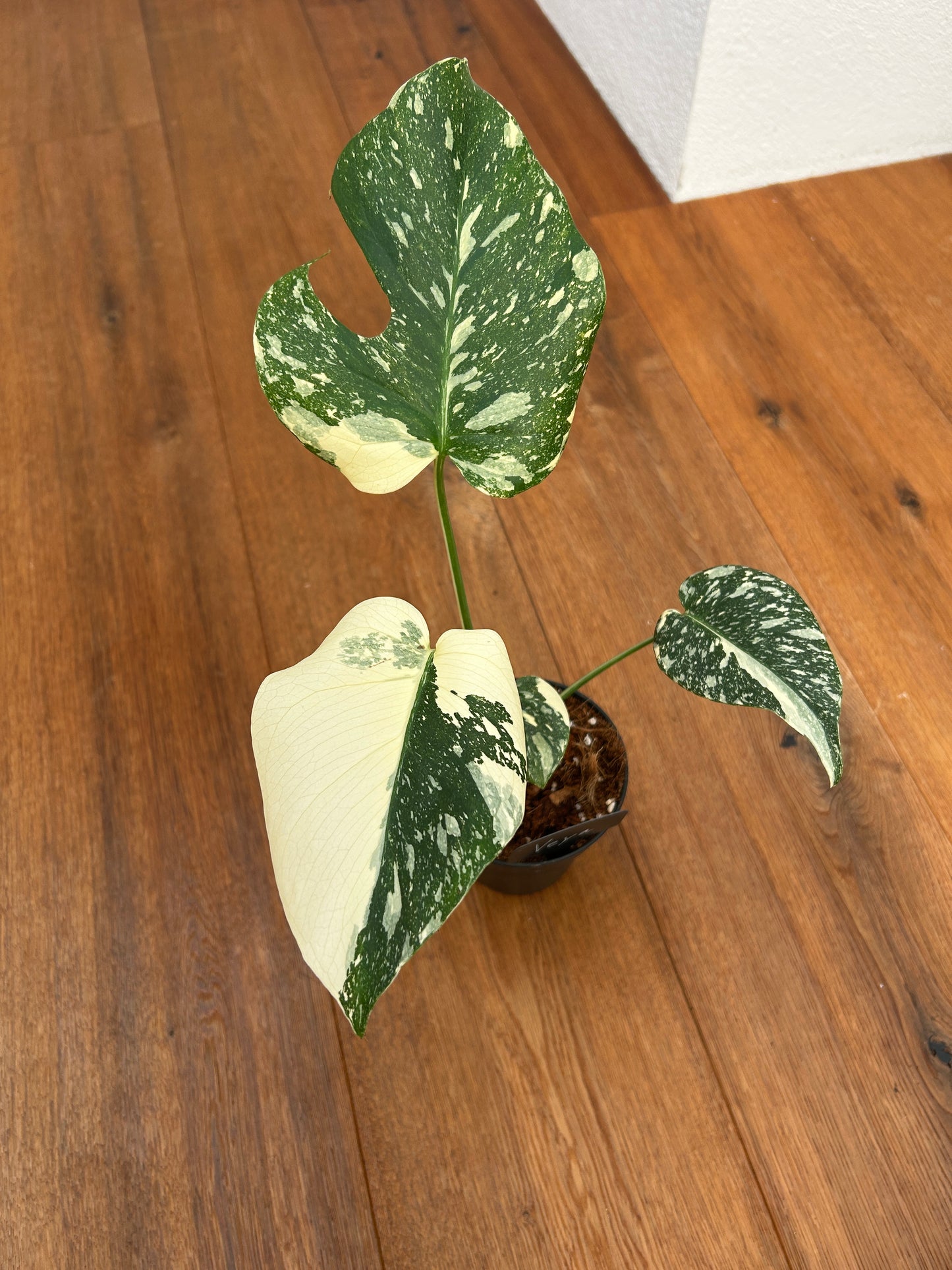 Monstera Thai Constellation