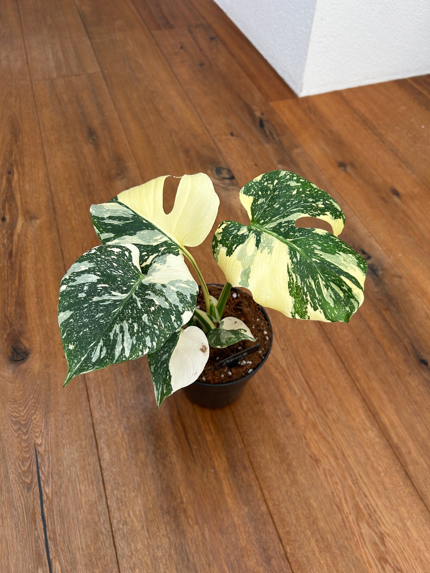 Monstera Thai Constellation Top Genetik