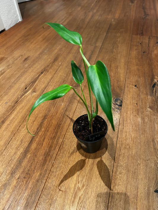 Monstera Burle Marx Flame