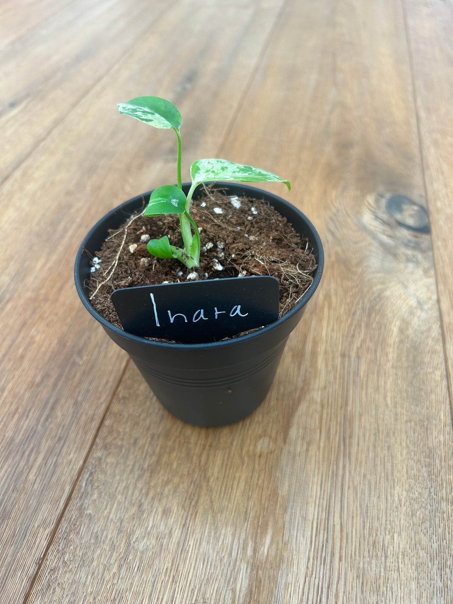 Monstera Bulbasur