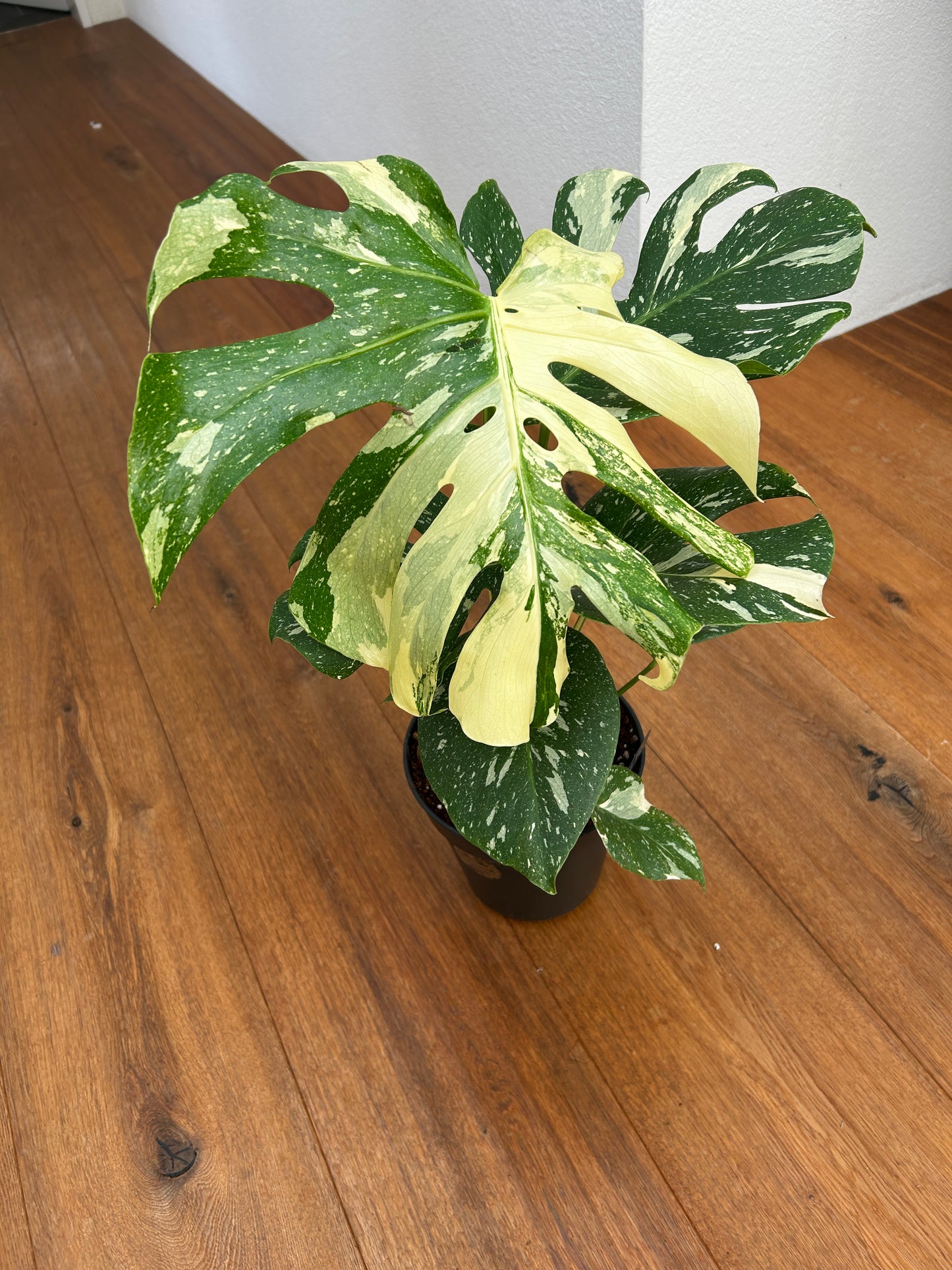 Monstera Thai Constellation Top Genetik