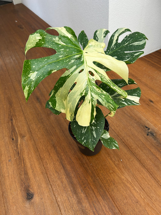 Monstera Thai Constellation Top Genetik