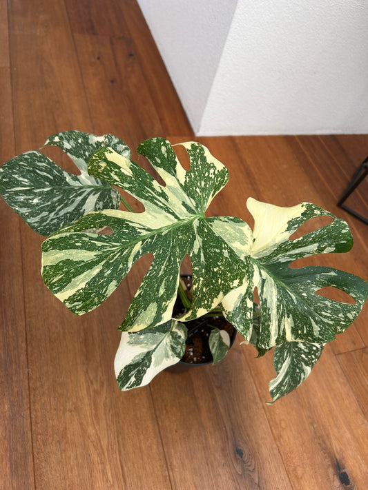 Monstera Thai Constellation