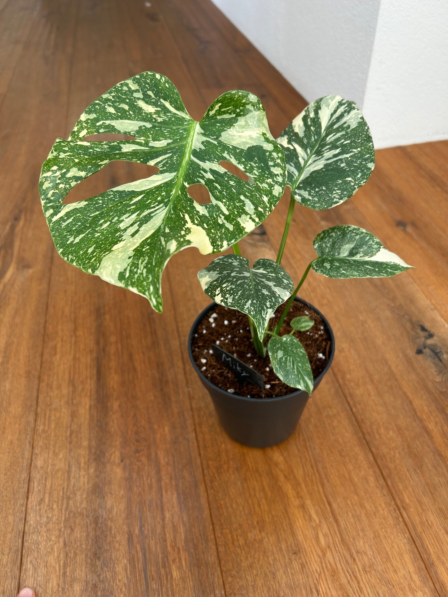 Monstera Thai Constellation Top Genetik