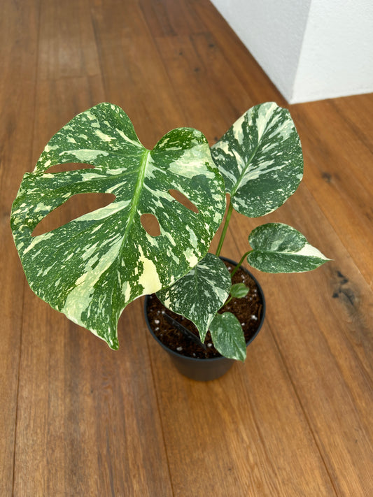 Monstera Thai Constellation Top Genetik