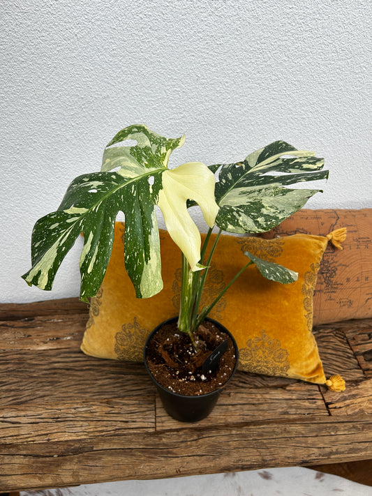 Monstera Thai Constellation