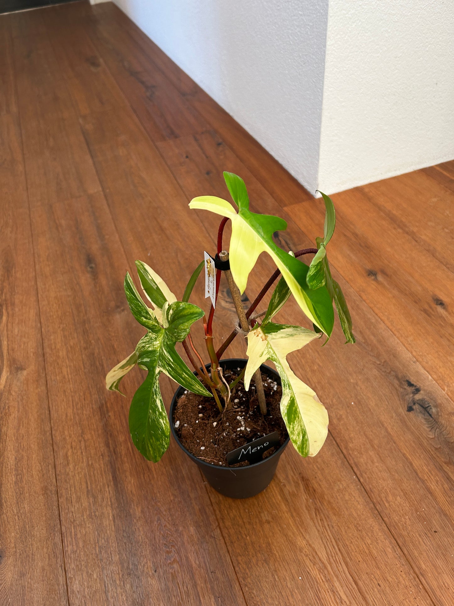 Philodendron Florida Beauty