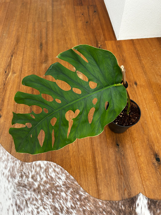 Monstera Dubia XXL Steckling