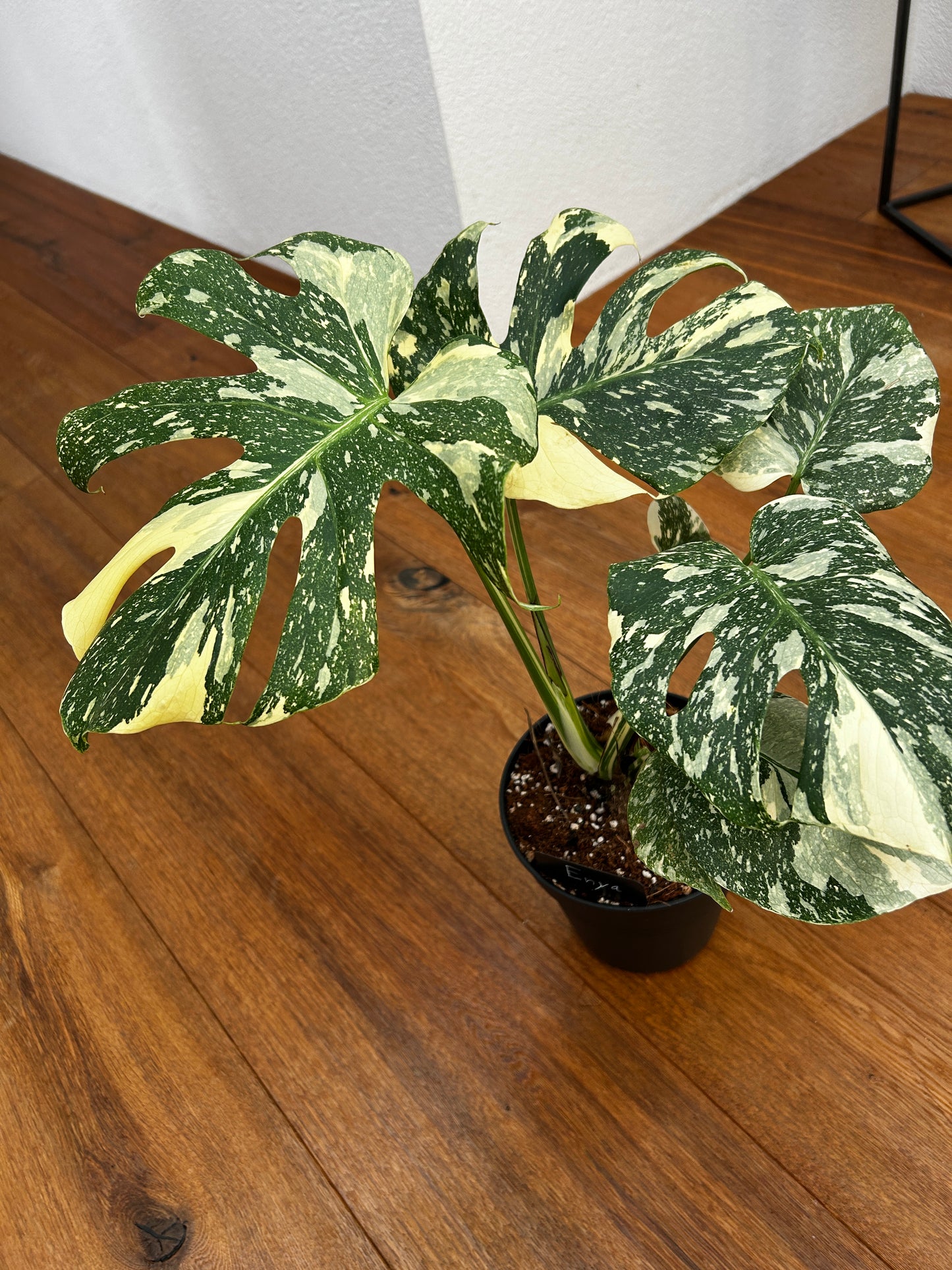 Monstera Thai Constellation